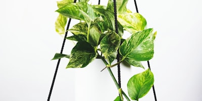 平台D移动端流畅观看体验截图